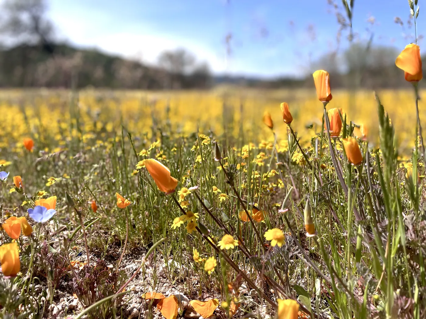 San Luis Obispo County wildflowers in spring